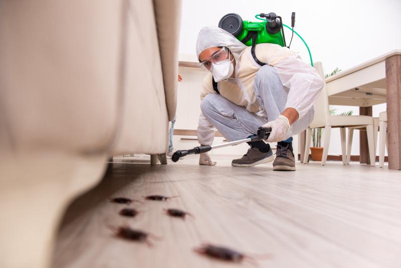 Diagnostic termites, protégez votre investissement immobilier efficacement