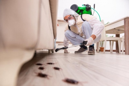 Diagnostic termites, protégez votre investissement immobilier efficacement